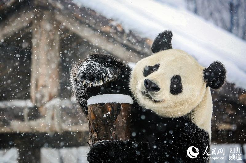 成都大熊猫娅双、二喜享受“雪季”这