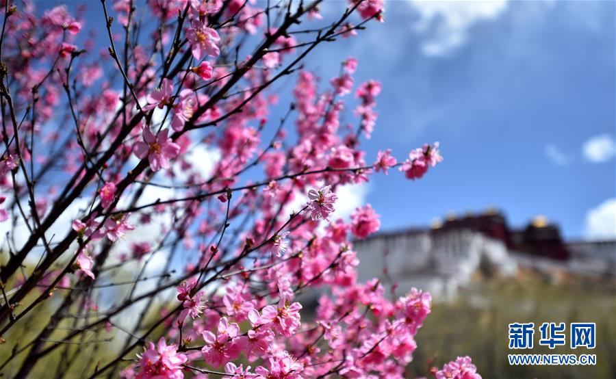 布达拉宫周围鲜花竞相绽放一派春日胜