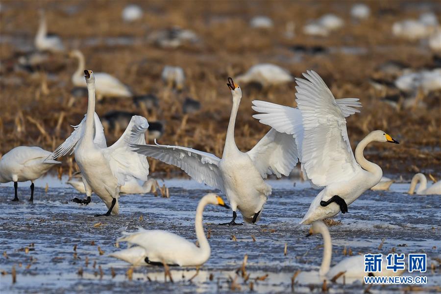 （环境）（6）黄河湿地迎候鸟